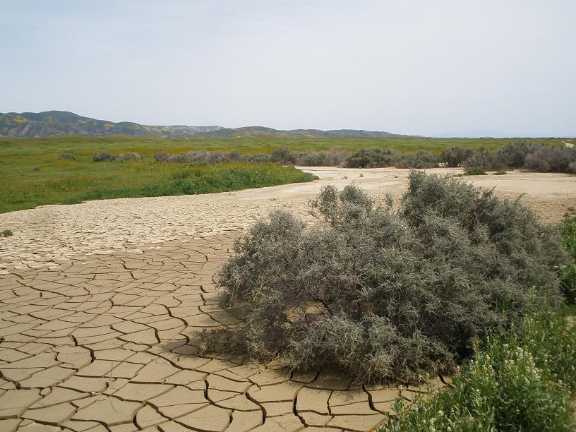 Carrizo Plains